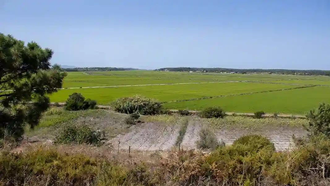 Rice field in comporta