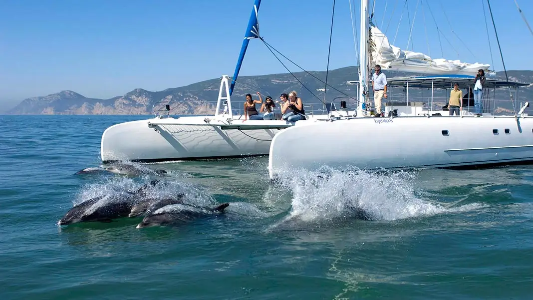 Dolphin watching
