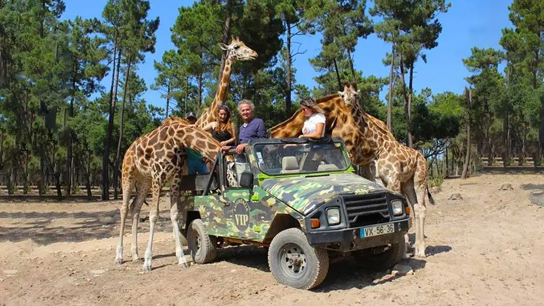 badoca safari park