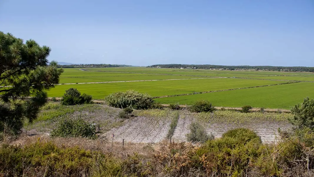 Rice field in comporta