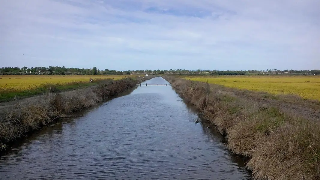Rice field in comporta